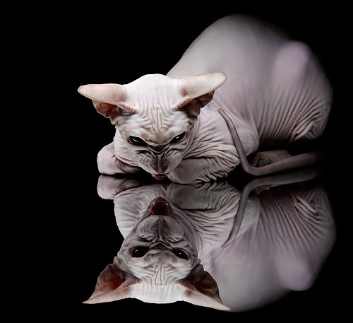 雷火电竞-锋刃与箭雨，格列兹曼的个人英雄主义与伊朗的团队火力美学