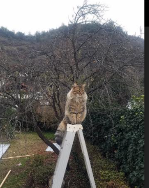 逆袭之夜，关键先生诞生！上海队横扫魔术，杰伦·格林写就英雄传奇