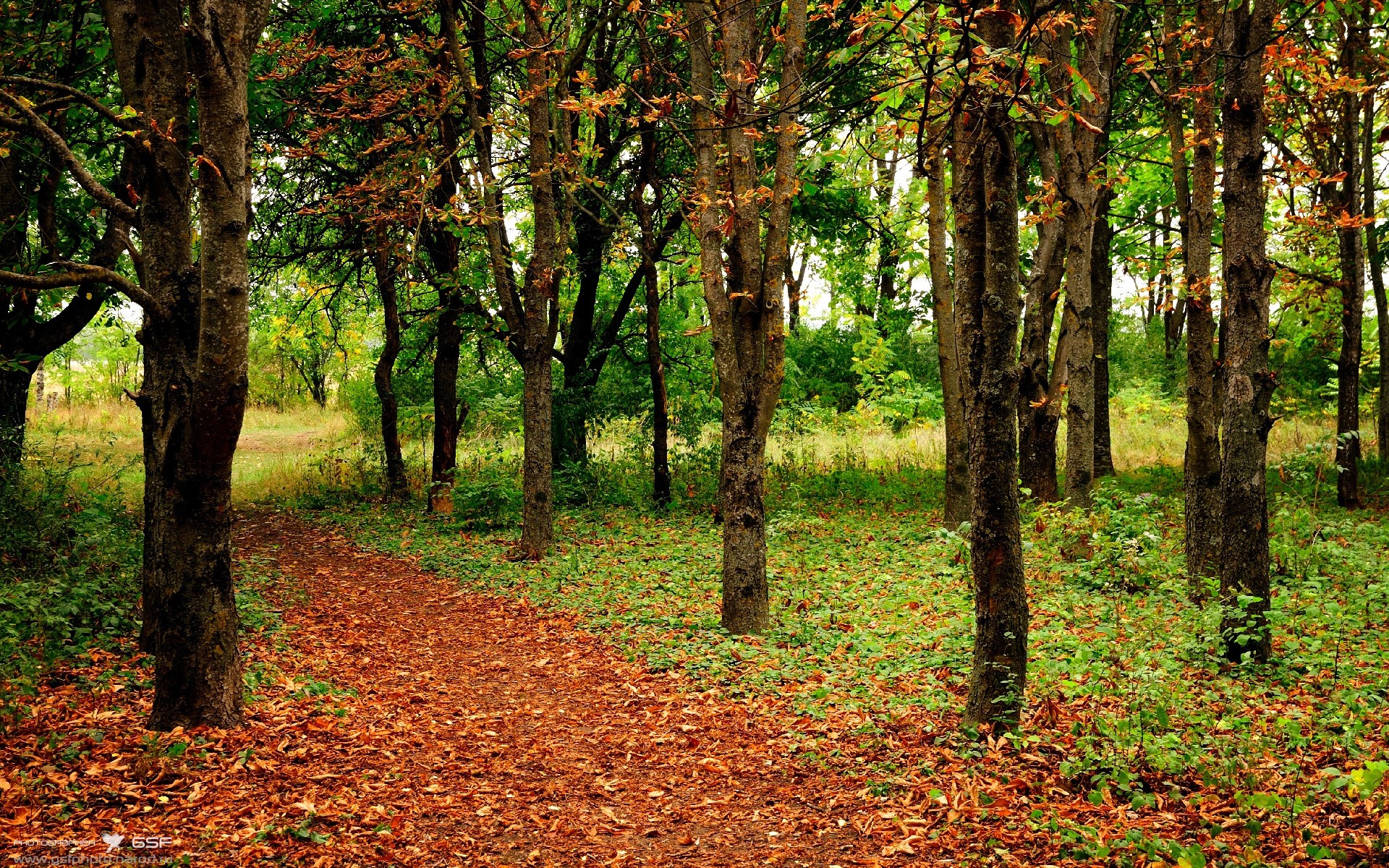 王座易主!完美范戴克与那不勒斯的胜利浪潮