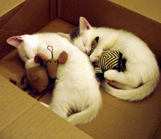 雷火电竞官网-街道赛风云，勇士车队在雄鹿赛道上的压倒性胜利