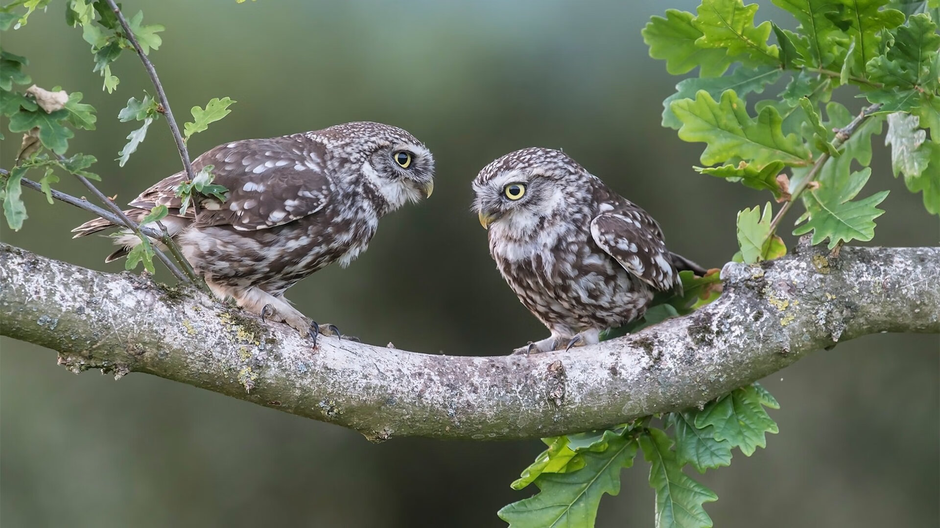 雷火电竞充值-夏日黄昏的两种火焰