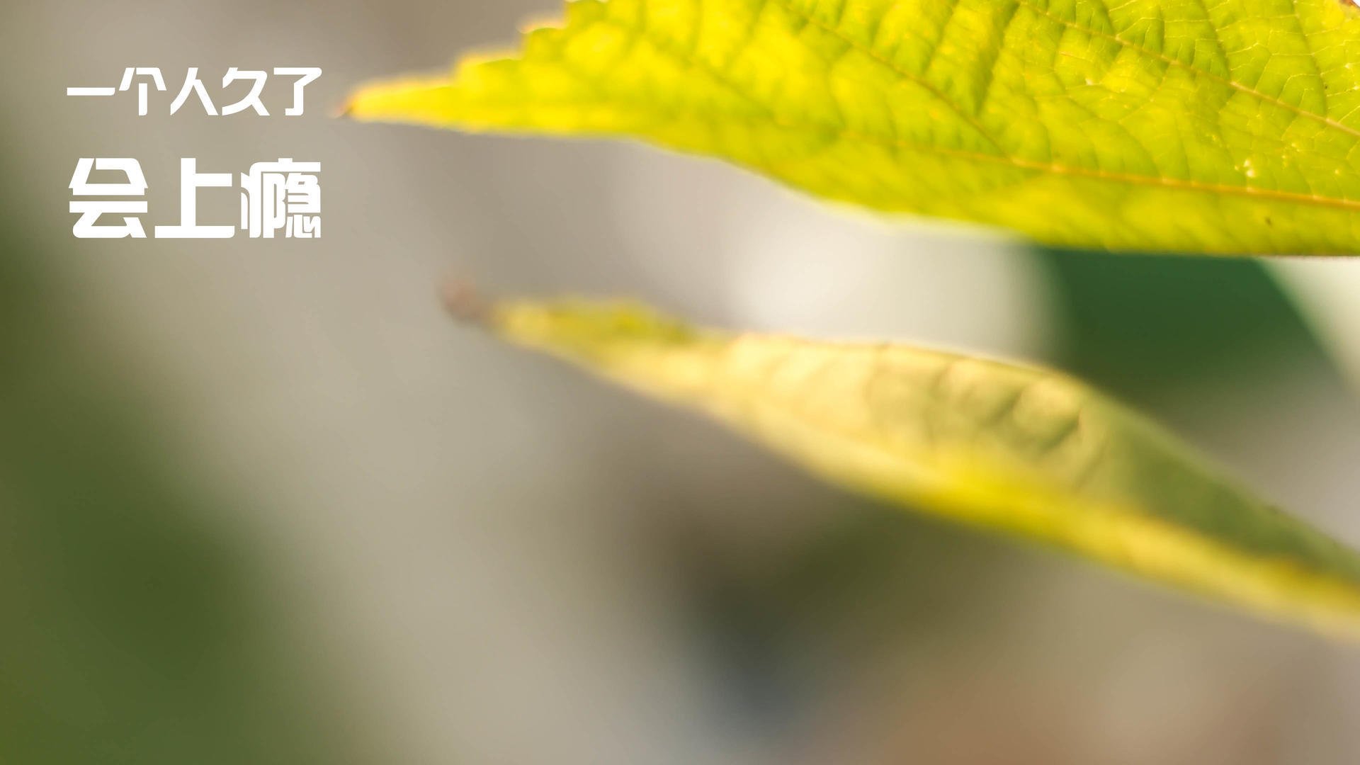 南美利刃刺穿欧洲防线，凯塞多如何让比利时尝尽苦头