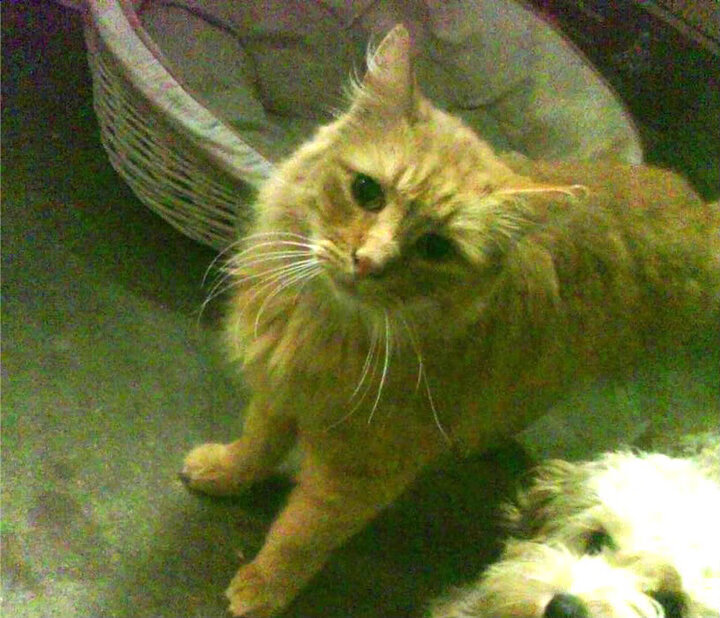 生死战奇迹,哥斯达黎加如何用英格兰密码击碎利物浦,斯通斯化身救世主