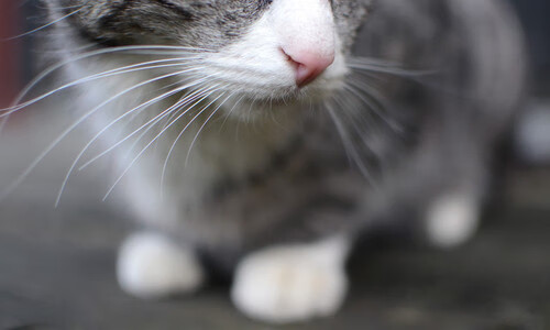 绿茵魔术师降临北岸花园，奥亚尔萨瓦尔用统治级数据重定义关键战