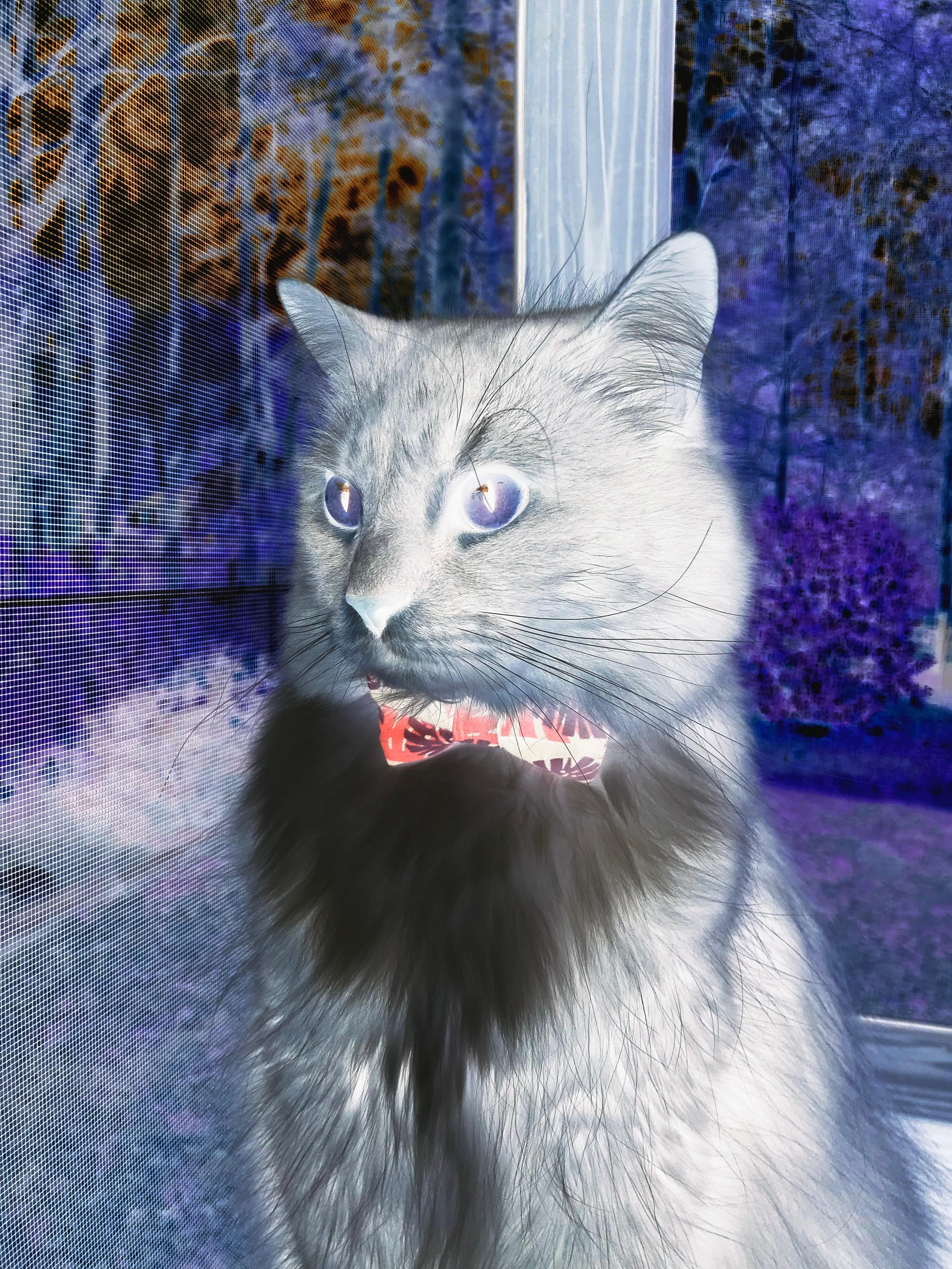 雷火电竞app-当福克斯撕咬雷霆，一场藏在昵称里的猎杀