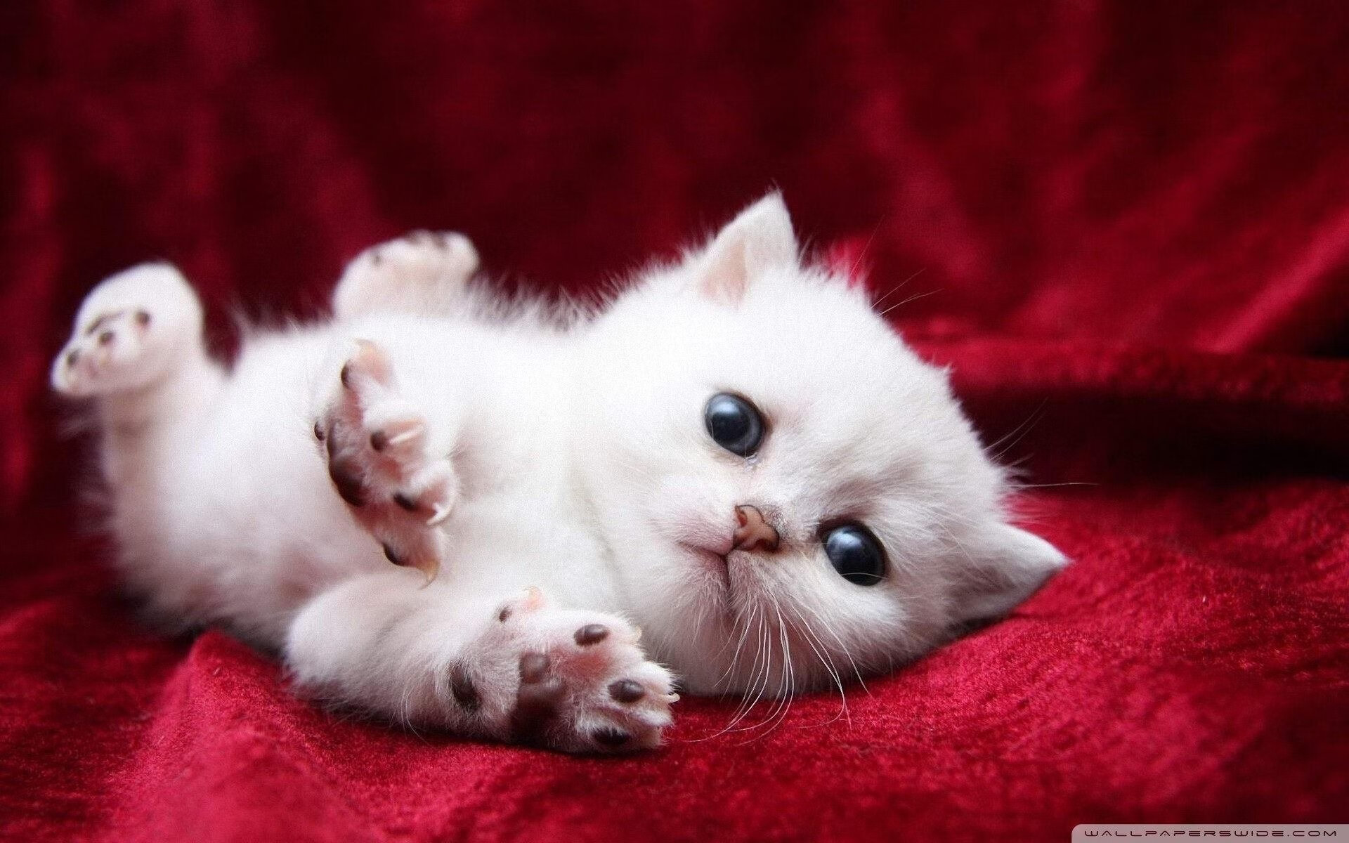 唯一性的胜利，独行侠压制上海队，利拉德在西甲国家德比接管比赛